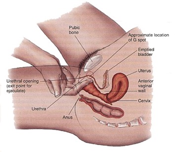 finding-the-female-g-spot-1